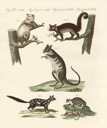 Marsupiais