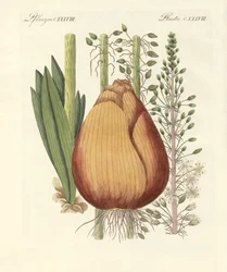 Plantas médicas (gravura colorida)
