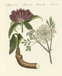 Plantas médicas (gravura colorida)