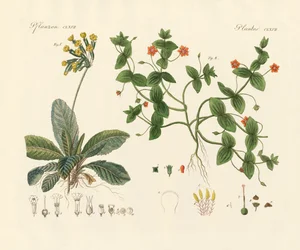 Plantas médicas (gravura colorida)