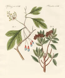 Plantas medicinais
