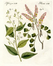 Plantas medicinais