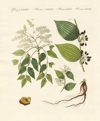 Plantas medicinais