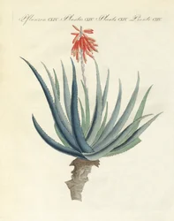 Plantas medicinais