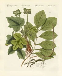Plantas medicinais
