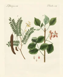Plantas medicinais