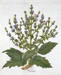 Sábio do Mediterrâneo, de "Hortus Eystettensis", de Basil Besler