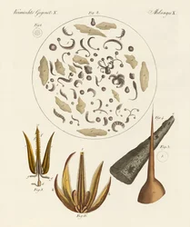 Objetos microscópicos