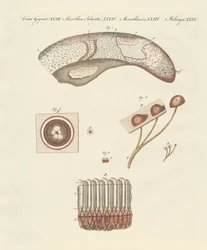 Estudo microscópico da língua de vaca