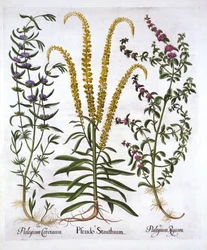 Mignonette, Pennyroyal e Marsh Mint, de Hortus Eystettensis, de Basil Besler (1561-1629), pub. 1613 (gravura colorida à mão)