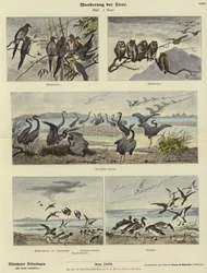 Migração de Animais