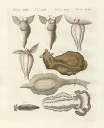 Moluscos (gravura colorida)