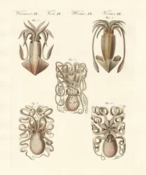 Moluscos ou vermes moles (gravura colorida)