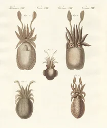 Moluscos ou vermes moles (gravura colorida)
