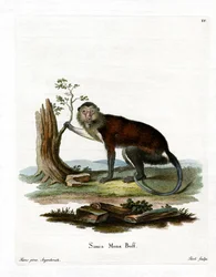 Mona Monkey (gravação a cores)