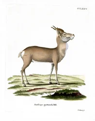 Mongolian Gazelle (gravação a cores)