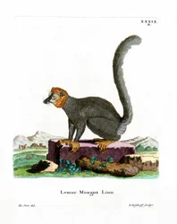 Mongoose Lemur (gravação a cores)