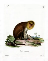 Monk Saki (gravura colorida)