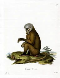 Macaco (gravura colorida)