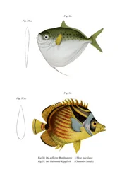 Moonfish (cor litho)