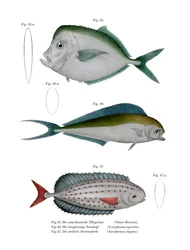 Moonfish (cor litho)