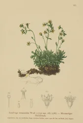 Rockfoil Mossy