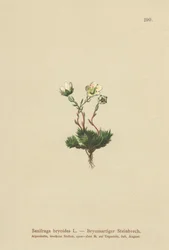 Saxofrage Mossy (Saxifraga bryoides)