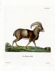 Mouflon (gravação a cores)