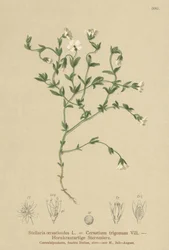 Chickweed de montanha (Stellaria cerastioides, Cerastium trigonum)