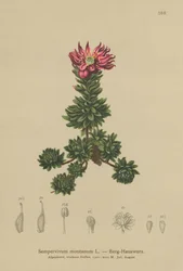Montanha Houseleek (Sempervivum montanum)