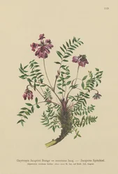 Milkvetch montanha (Oxytropis Jacquini, Oxytropis montana)