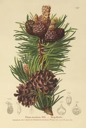 Pinheiro-da-montanha (Pinus montana, Pinus mugo)