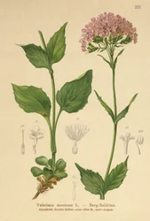 Valeriana da montanha (Valeriana Montana)