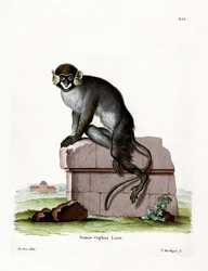Guenon Bigodes (gravação a cores)