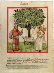 Ms.Lat.9333 fol.11 colheita da noz-moscada, de Tacuinum saudável