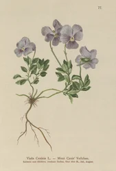 Mt. Cenis Pansy (Viola Cenisia)