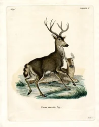 Veado Mula (gravura colorida)