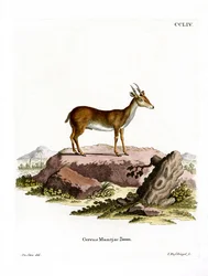 Muntjac (gravação a cores)