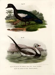 Pato de Moscóvia, 1864