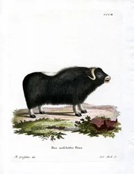 Boi almiscarado (gravura colorida)