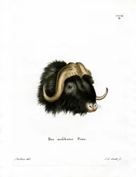 Cabeça de boi almiscarado (gravura colorida)