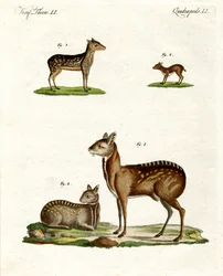 Animais almiscarados