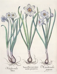 A família de Narciso: 1.Narcissus o maior do meio do roxo; 2.Narcissus a argila; 3.Narcissus o roxo do Eystettensis por Basil Besler (1561-1629), pub. 1613