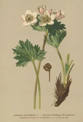 Anêmona de Narciso (anemone narcissiflora)