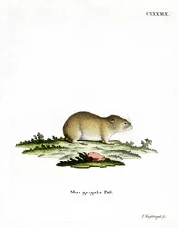 Vole de cabeça estreita (gravação a cores)