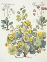 Chagas e margaridas, 1.Nasturtium suspenso; 2.Bellum sylvestris pequenas flores são vermelhas; 3.Bellis sylvestris menor flor misturado, a partir da Eystettensis por Basil Besler (1561-1629), pub. 1613 (