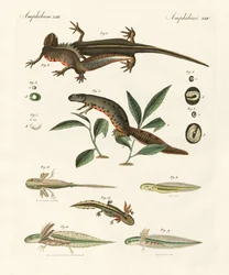História natural da salamandra marinha (gravura colorida)