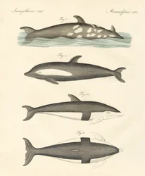 Golfinhos novos (gravura colorida)
