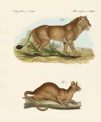 Novos mamíferos predadores (gravura colorida)