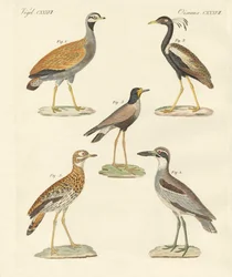 Novas aves de ratites (gravura colorida)